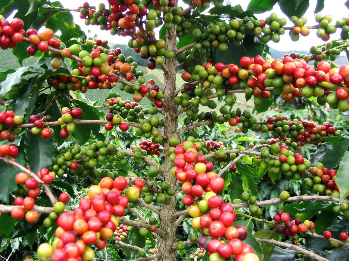 Cà Phê đặc biệt Phước An
