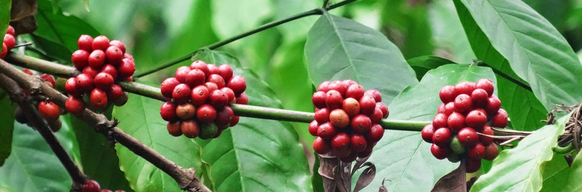Trái cà phê Robusta