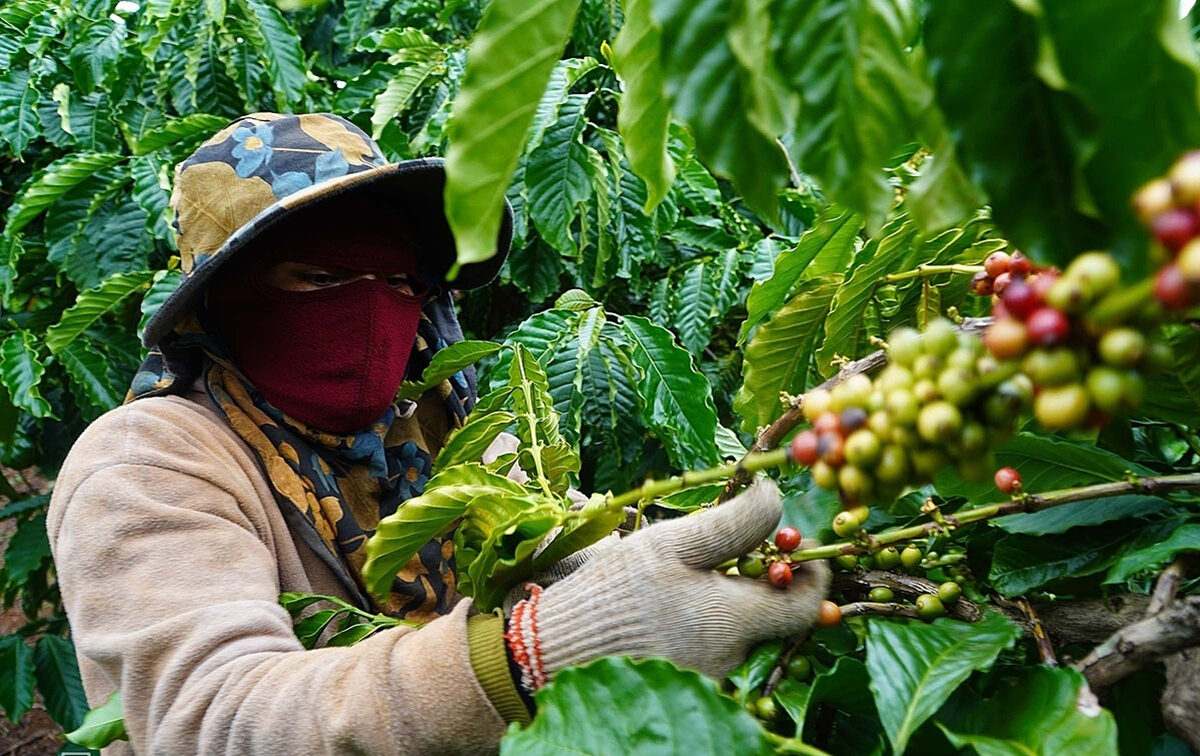 Cà phê chất lượng ngay từ bước đầu tiên