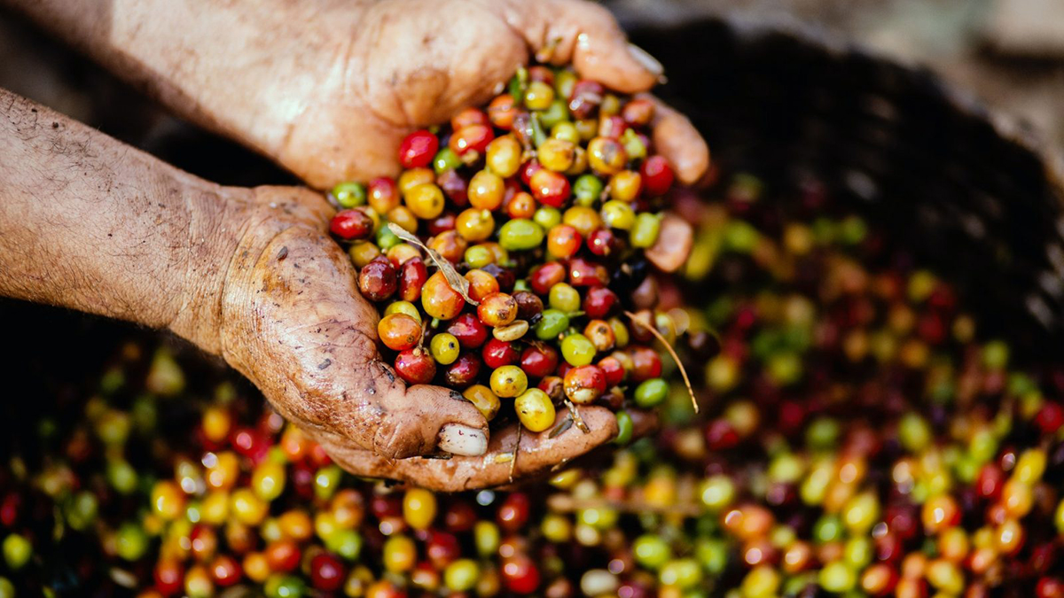 Hạt cà phê Phước An Đăk Lăk
