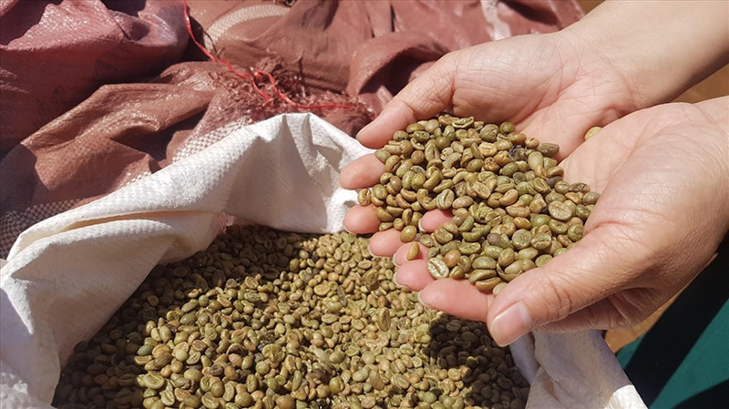 Chế biến Pure Coffee