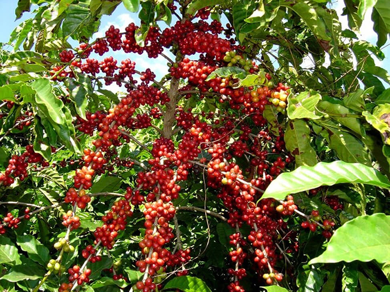 Trái cà phê Arabica